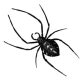 Araña