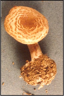 Lepiota brunneoincarnata