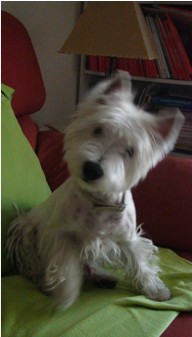 Perro
