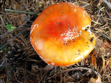 Amanita muscaria