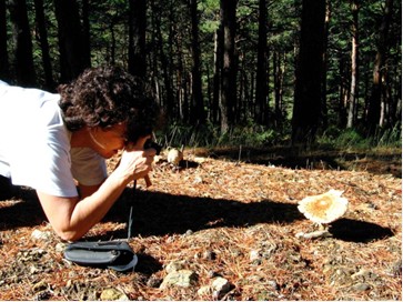 Setas en la naturaleza