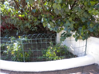 Plantas