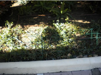 Plantas